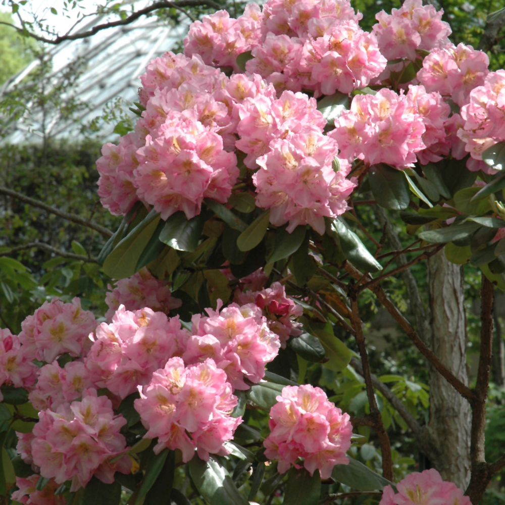 Rhododendron – Scintillation – #3 Container